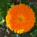 Calendula officinalis