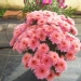 Chrysanthème, Chrysanthème 'sharade'