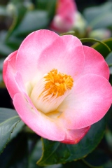 Camelia, Camelia 'sunny side'