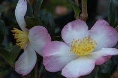 Camelia, Camelia 'versicolor'