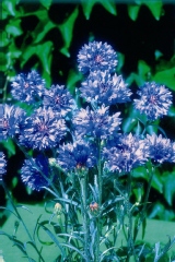 Centaurée 'barbeau bleu'