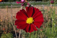 Cosmos 'sensation rouge intense'