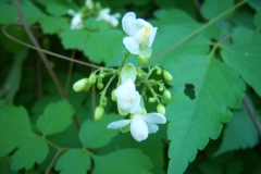 Coeurs des indes, Cardiosperme merveilleux