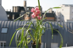 Cymbidium Pretty Pink