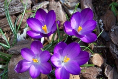 Crocus sativus