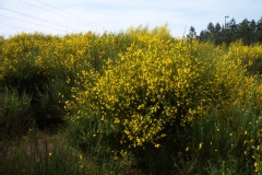 Genêt à balais