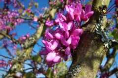 Photo de Cercis siliquastrum