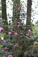 Camelia, Camélia 'elsie jury'