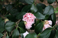 Camelia, Camelia 'hawaii'