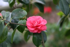 Camelia, Camelia du japon, Camelia 'chandleri elegans'