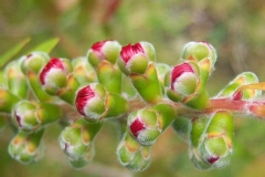 Goupillon, Rince bouteille, Callistème, Callistemon