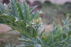 Cynara scolymus