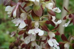 Calanthe discolor