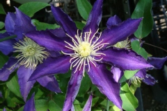 Clematis 'Haku-ookan'