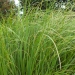 Cortaderia selloana