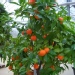 Citrus mitis - Calamondin