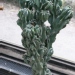 Cereus uruguayanus monstrosus - 