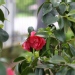 Camellia japonica 'Chandleri Elegans'