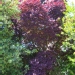 Cotinus coggygria 'Royal Purple'