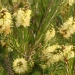 Callistemon sieberi 'Widdicomb Gem' - Goupillon, Rince bouteille