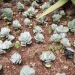 Crassula arborescens - 