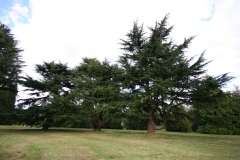 Cedrus deodara