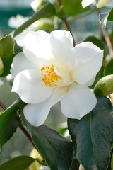 Camelia, Camelia 'super star'