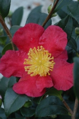 Camelia, Camelia d'automne 'yuletide'