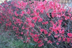 Chaenomeles speciosa