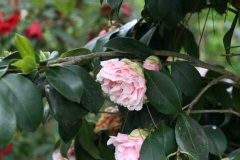 Camelia, Camelia 'hawaii'