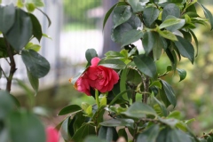 Camelia, Camelia du japon, Camelia 'chandleri elegans'