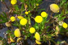 Cotula coronopifolia