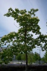 Cornus controversa