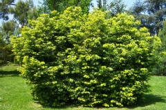 Cephalotaxus harringtonia var.drupacea