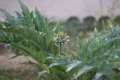 Cynara scolymus