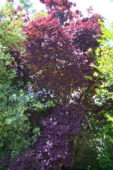 Cotinus coggygria 'Royal Purple'