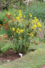 Calceolaria integrifolia