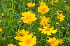 Coreopsis à grandes fleurs 'mayfield giant'