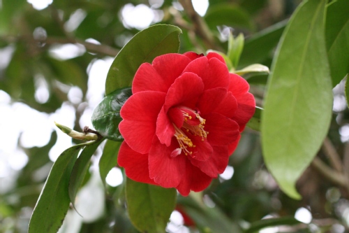 Gros plan sur une fleur de camélia prise au parc floral de Vincennes.