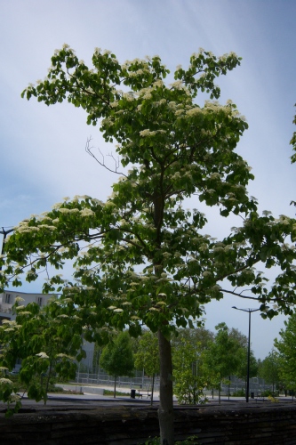 Jardin botanique de Bordeaux en mai