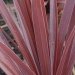 Cordyline 'red star', Cordyline