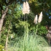 Cortaderia argentea - 