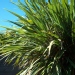 Cordyline indivisa