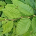 Carpinus betulus