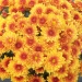 Chrysanthemum