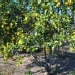 Citrus limon 'Lisbonne' - Citronnier 'lisbonne', Citronnier