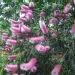 Callistemon 'Violaceus'