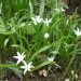 Chionodoxa luciliae - Gloire des neiges