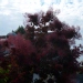 Cotinus coggygria 'Royal Purple'