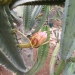 Cereus peruvianus - 